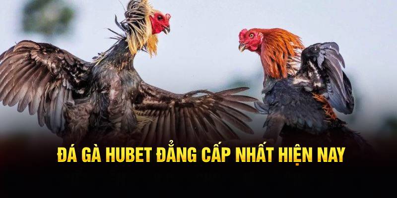 Đá gà Hubet đẳng cấp nhất hiện nay